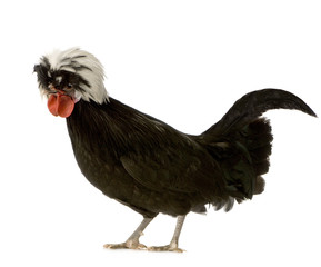 Dutch Rooster