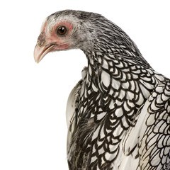 Sebright Bantams