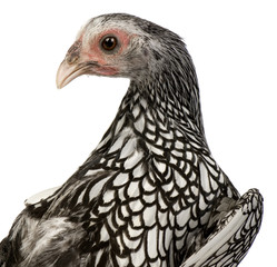 Sebright Bantams