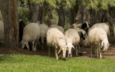 Obraz na płótnie Canvas herd of the sheeps
