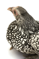 Sebright Bantams