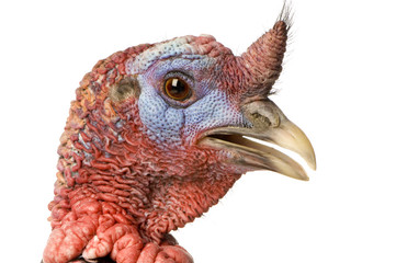 turkey