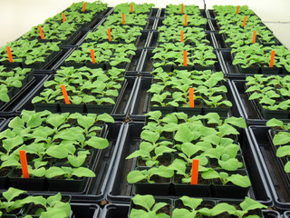 Plants in greenhouse