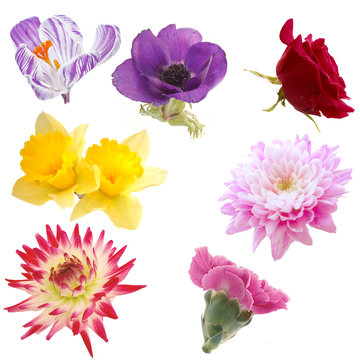 Selection of Isolated Flowers