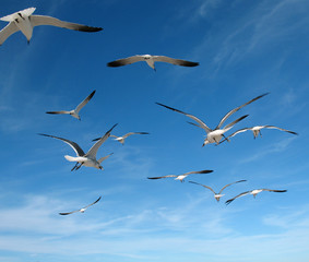 Seagulls