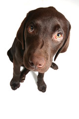 Labrador Puppy - Wide Angle Shot
