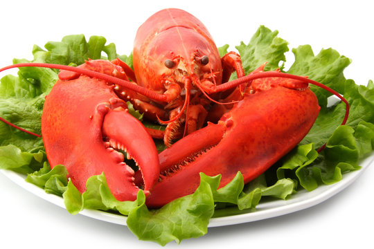 red lobster