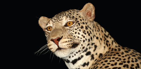 Fototapeta na wymiar A Leopard in the Darkness