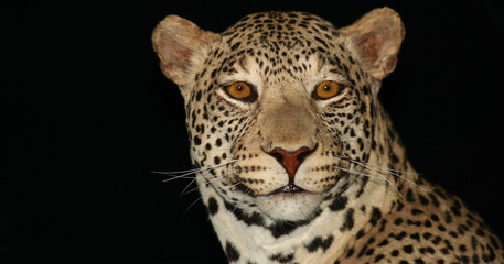 An African Leopard