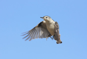 White-breasted Nuthatch In Flight