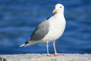 Seagull