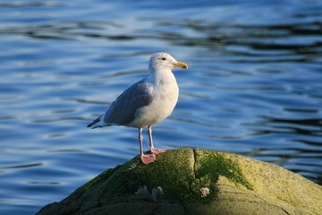 Seagull