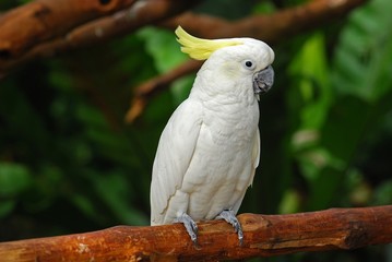 white color parrot in the gardens