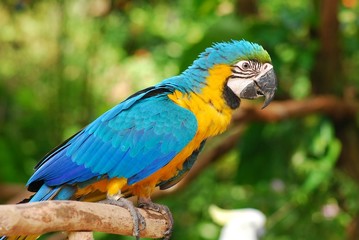 colorful parrot in the gardens
