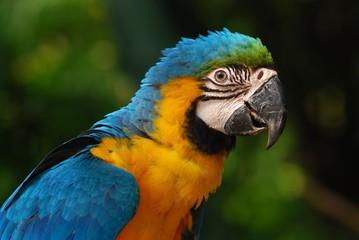 colorful parrot in the gardens