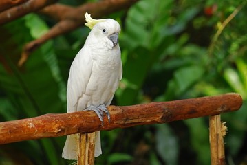 white color parrot in the gardens