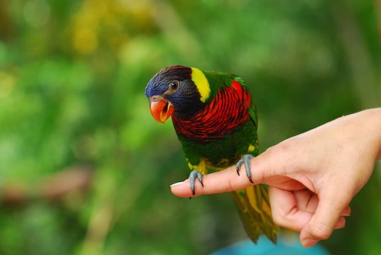 Fototapeta colorful parrot and hand in the gardens