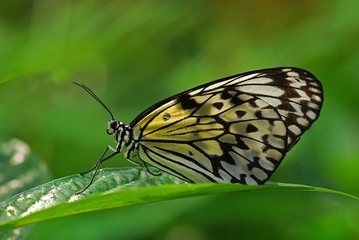 Mangrove tree nymph butterfly in the gardens 