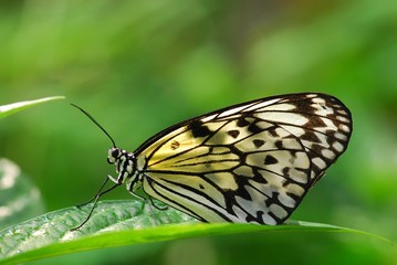 Mangrove tree nymph butterfly in the gardens 