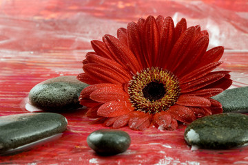 Gerbera