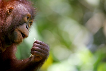 Orangutans © Kitch Bain
