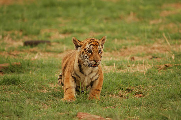 Tiger cub 