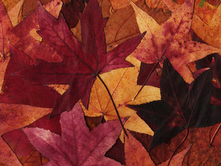 Hintergrund aus getrockneten Ahornblättern