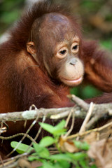 Orangutans