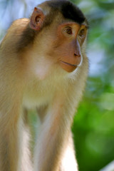 Macaque