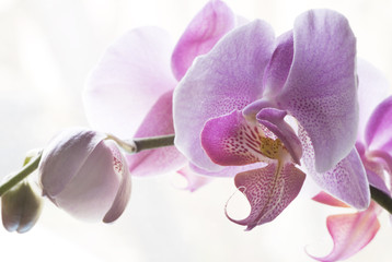 Orchidee