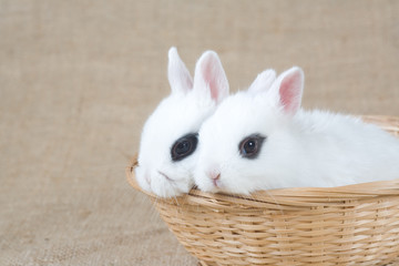 two white bunny in the basket