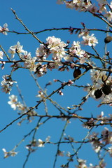 almendro
