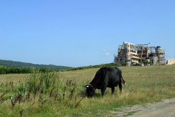 Fototapeta na wymiar Bułgarski krowa