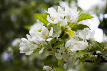 apple blossoms
