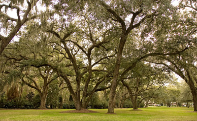 Obraz premium Oaks and Spanish Moss