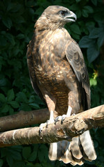 eagle sits on branch