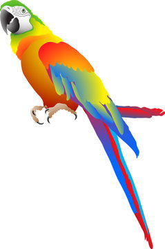 parrot
