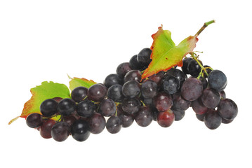 Weintrauben, rot