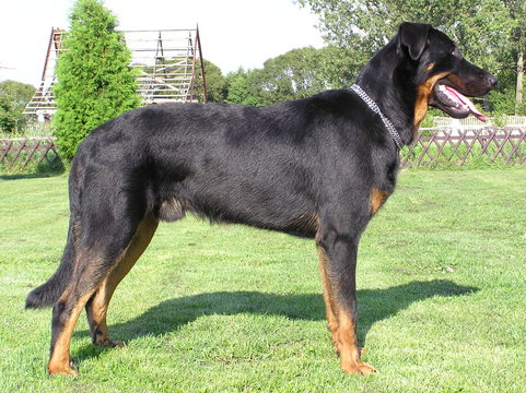 Beauceron, french dog