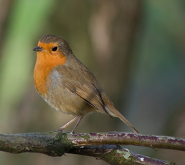 A robin