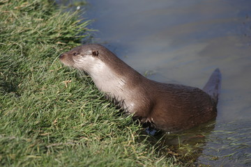 Otter on river bank