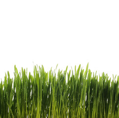 Fototapeta na wymiar green fresh grass