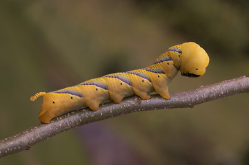 Fototapeta premium Death's Head hawkmoth caterpillar