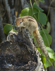 Chipmunk on a tree trunk