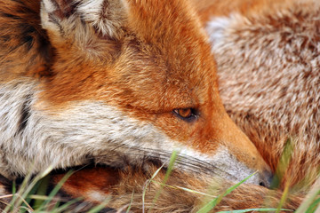 Resting Fox