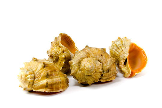 รูปภาพCockleshells – เลือกดูภาพถ่ายสต็อก เวกเตอร์ และวิดีโอ40,982 ...