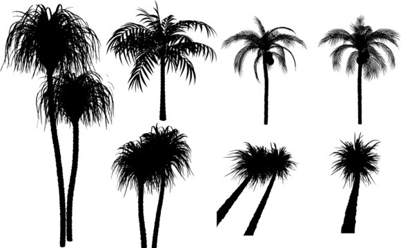 7 vector tropical palms and trees