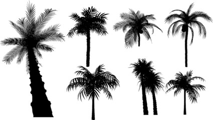 7 vector tropical palms and trees