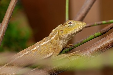 small lizard in the gardens