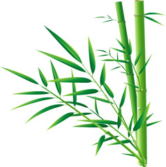 fresh bamboo and leaves on blank